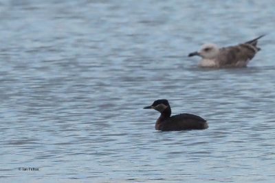 Red-necked Grebe, Hogganfield Loch, Glasgow