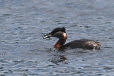 Red-necked Grebe, Hogganfield Loch, Glasgow