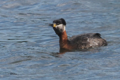 Red-necked Grebe, Hogganfield Loch, Glasgow