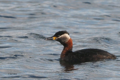 Red-necked Grebe, Hogganfield Loch, Glasgow