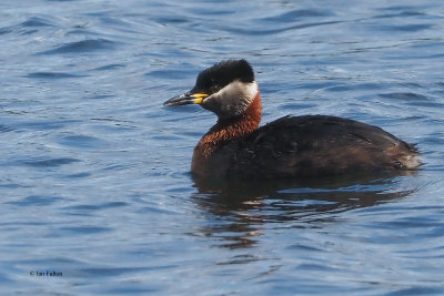 Red-necked Grebe, Hogganfield Loch, Glasgow