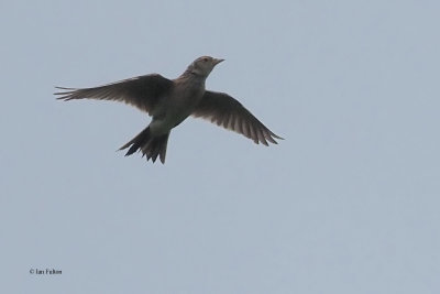 Skylark, RSPB Loch Lomond, Clyde