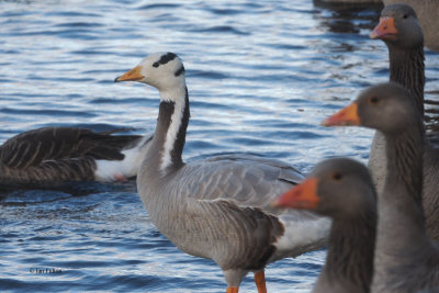 Bar-headed Goose, Strathclyde Loch, Clyde