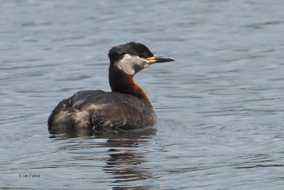 Red-necked Grebe, Hogganfield Loch, Glasgow