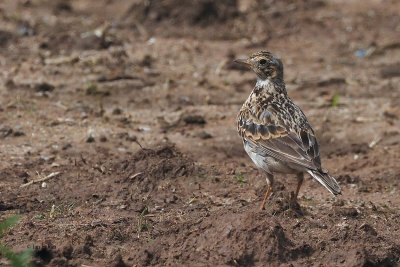 Skylark (juvenile), RSPB Loch Lomond, Clyde