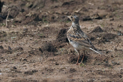 Skylark (juvenile), RSPB Loch Lomond, Clyde