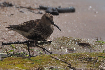 Dunlin, RSPB Loch Lomond, Clyde