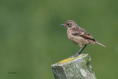 Stonechat, Glen Douglas, Clyde