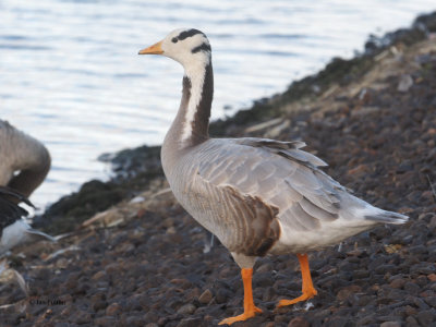Bar-headed Goose, Strathclyde Loch, Clyde
