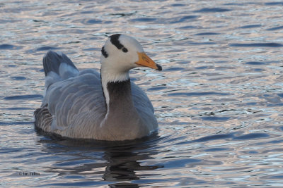 Bar-headed Goose, Strathclyde Loch, Clyde