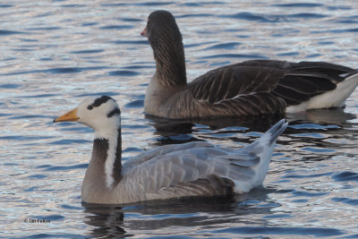 Bar-headed Goose, Strathclyde Loch, Clyde