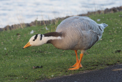 Bar-headed Goose, Strathclyde Loch, Clyde