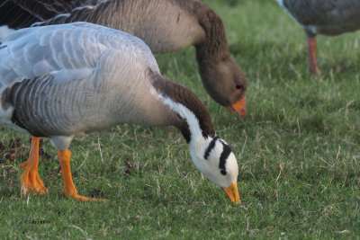 Bar-headed Goose, Strathclyde Loch, Clyde