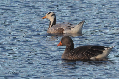 Bar-headed Goose, Strathclyde Loch, Clyde