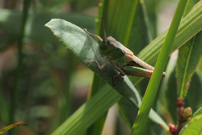 Grasshopper sp, Glen Douglas
