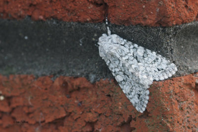 Miller Moth, Baillieston, Glasgow