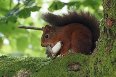 Red Squirrel, Ring Wood-RSPB Loch Lomond