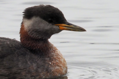 Red-necked Grebe, Hogganfield Loch, Glasgow 