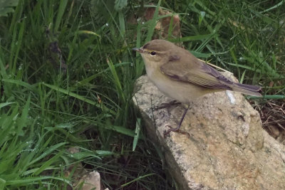Chiffchaff, Quendale Quarry