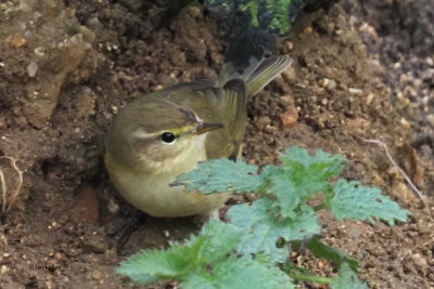 Chiffchaff, Quendale Quarry