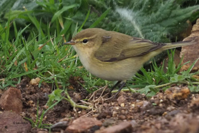 Chiffchaff, Quendale Quarry