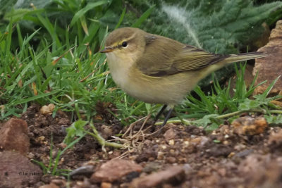 Chiffchaff, Quendale Quarry