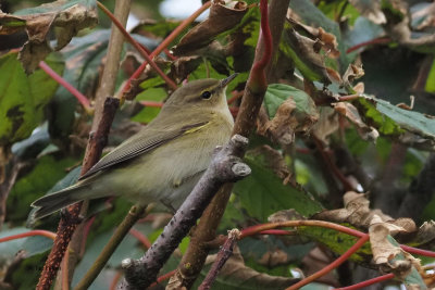 Chiffchaff, Quendale Mill
