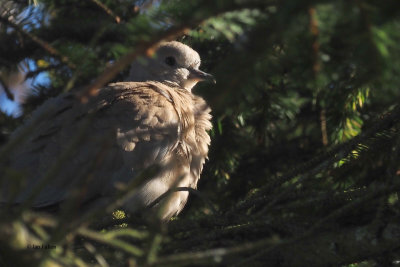 Collared Dove, Cauldhame by Scalloway
