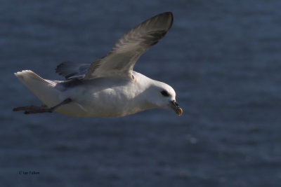 Fulmar, Compass Head