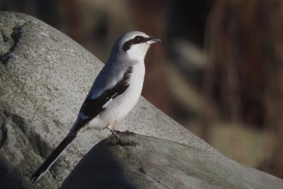 Great Grey Shrike, Grutness