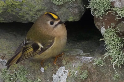 Goldcrest, Sumburgh Farm