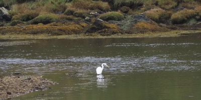 Great White Egret, Sandgarth Bay-Dales Voe