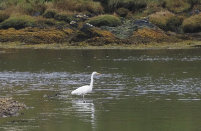 Great White Egret, Sandgarth Bay-Dales Voe