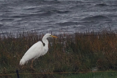 Great White Egret, Loch of Spiggie