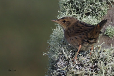 Lanceolated Warbler, Sumburgh Head