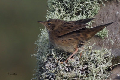 Lanceolated Warbler, Sumburgh Head