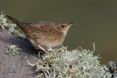 Lanceolated Warbler, Sumburgh Head