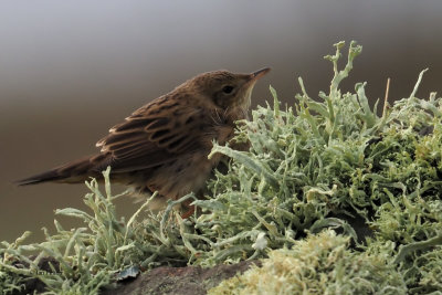 Lanceolated Warbler, Sumburgh Head