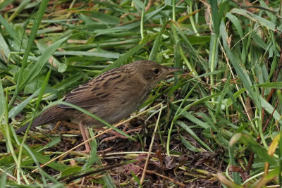 Lanceolated Warbler, Sumburgh Head