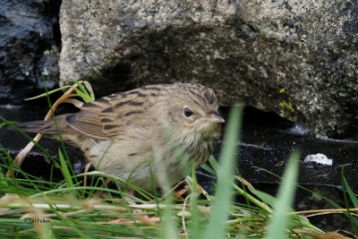 Lanceolated Warbler, Sumburgh Head