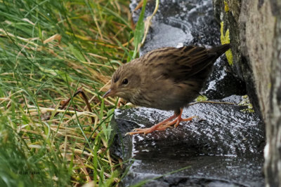 Lanceolated Warbler, Sumburgh Head