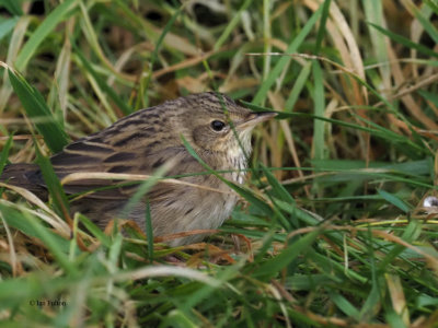 Lanceolated Warbler, Sumburgh Head