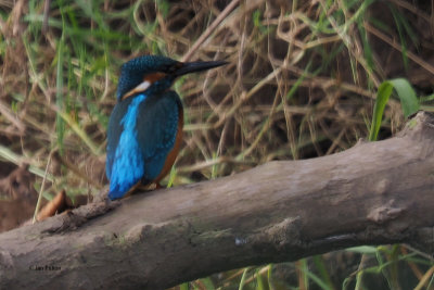 Kingfisher, Endrick Water-RSPB Loch Lomond, Clyde