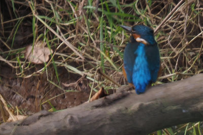 Kingfisher, Endrick Water-RSPB Loch Lomond, Clyde