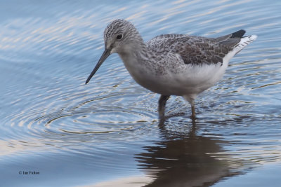 Greenshank, Erskine Harbour, Clyde