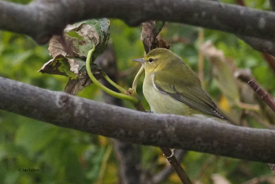 Tennessee Warbler, Burravoe-Yell