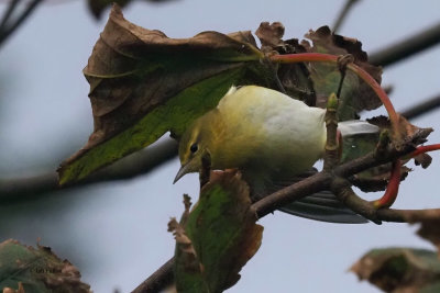 Tennessee Warbler, Burravoe-Yell