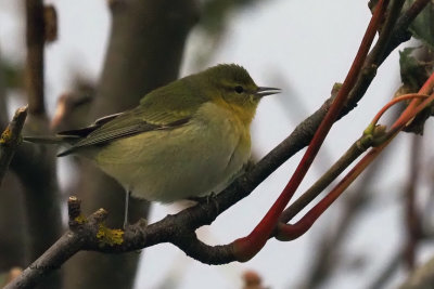 Tennessee Warbler, Burravoe-Yell