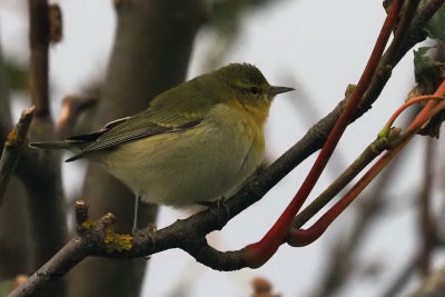Tennessee Warbler, Burravoe-Yell