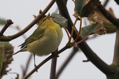 Tennessee Warbler, Burravoe-Yell